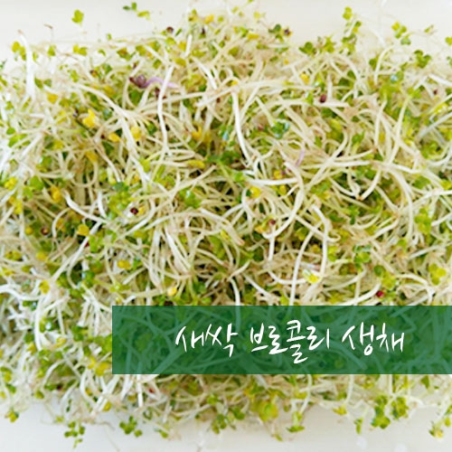 브로콜리생채 1kg