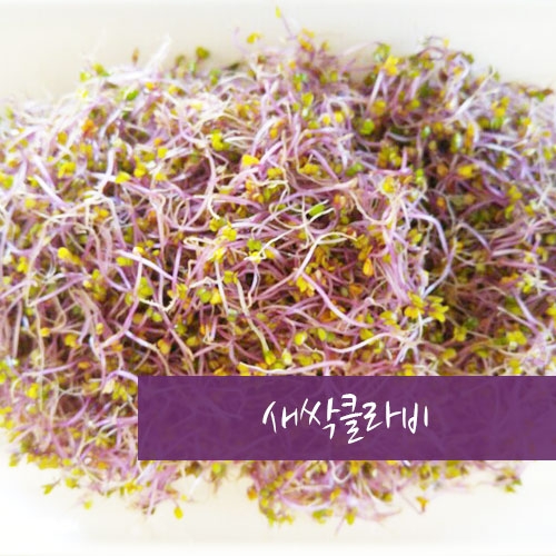 새싹콜라비 1kg