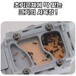 짱구개미 개미집 관찰키트(개미 옵션 구매)