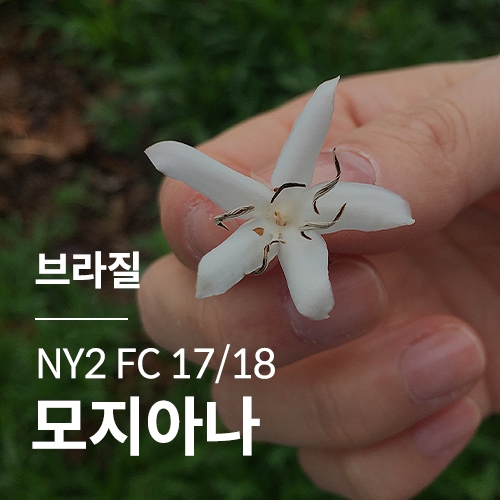 브라질 NY2 FC 17/18 모지아나