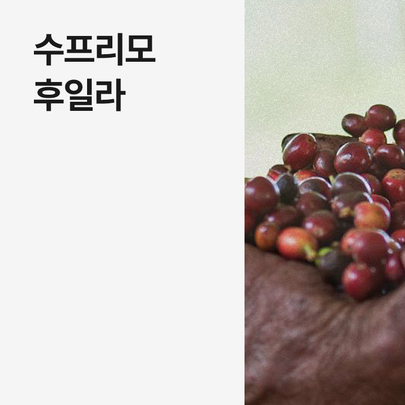콜롬비아 수프리모 후일라 · 8월세일