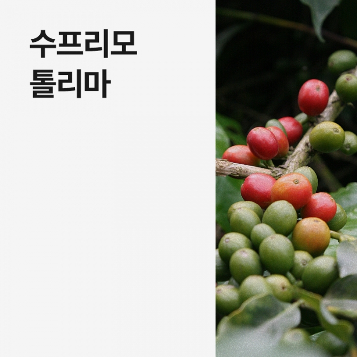 콜롬비아 수프리모 톨리마
