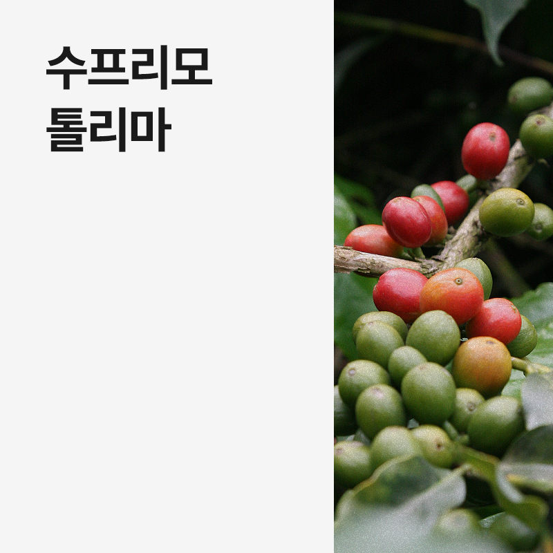 콜롬비아 수프리모 톨리마