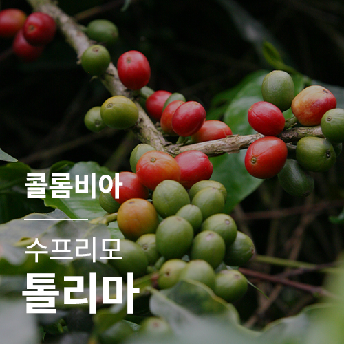 [콜롬비아] 수프리모 톨리마🌊썸머세일