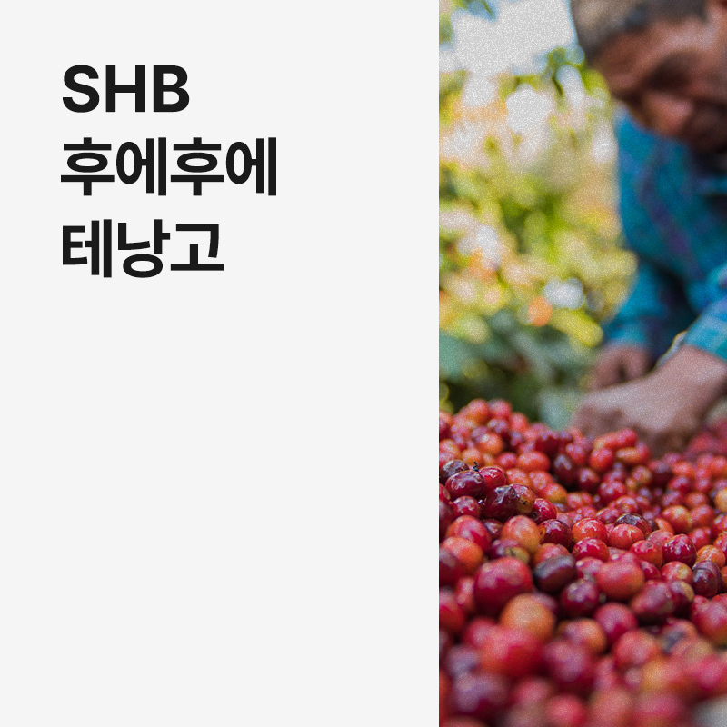 과테말라 SHB 후에후에테낭고 · 8월세일