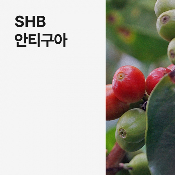 과테말라 SHB 안티구아 · 8월세일