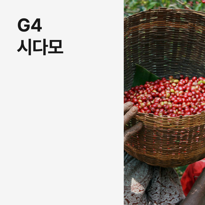에티오피아 G4 시다모 내추럴