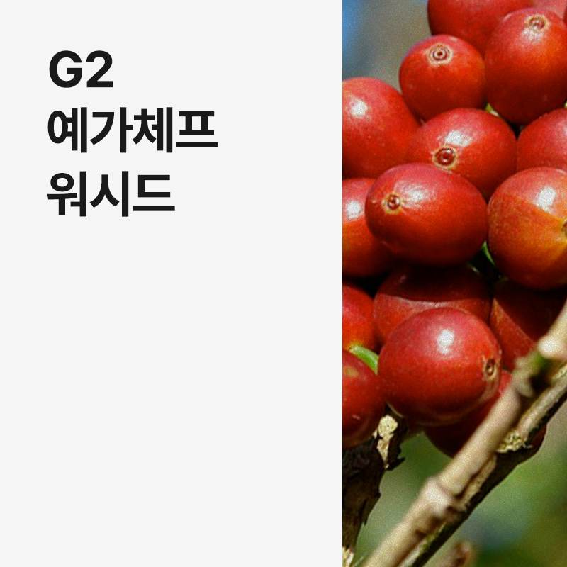 에티오피아 G2 예가체프 워시드