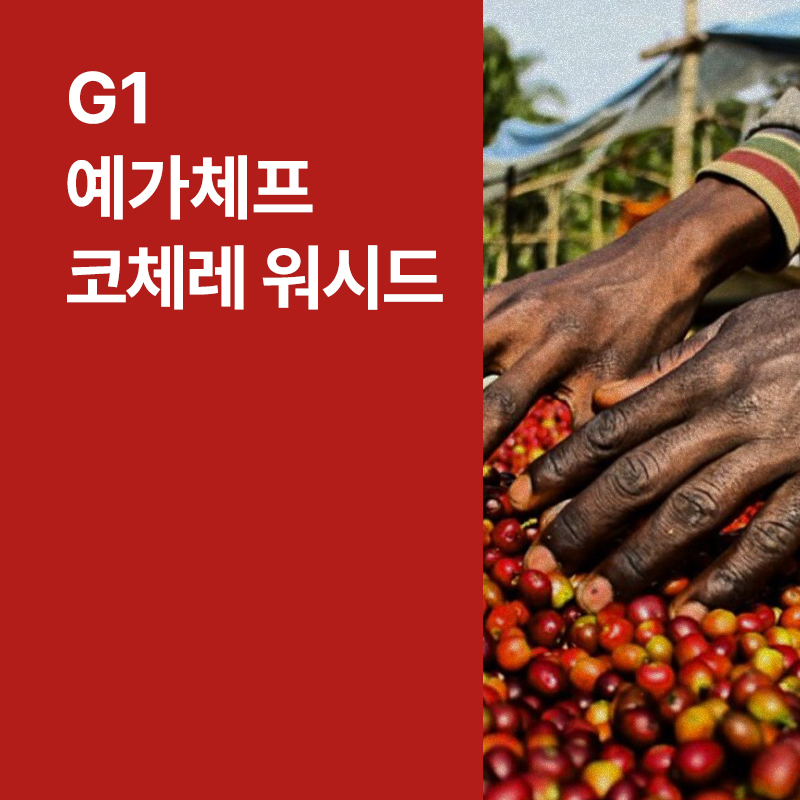 에티오피아 G1 예가체프 코체레 워시드