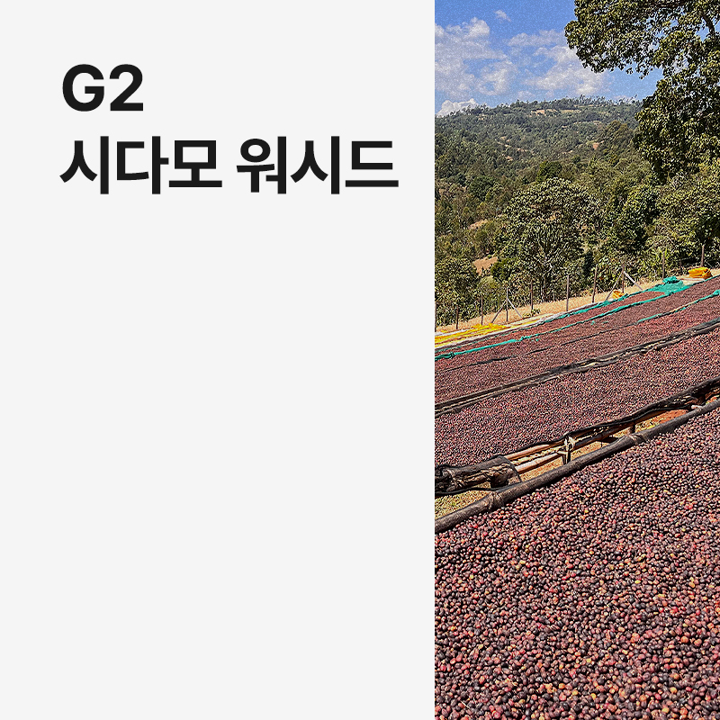 에티오피아 G2 시다모 워시드 · 8월세일