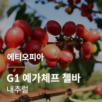 [에티오피아] G1 예가체프 첼바 내추럴★블라썸세일★