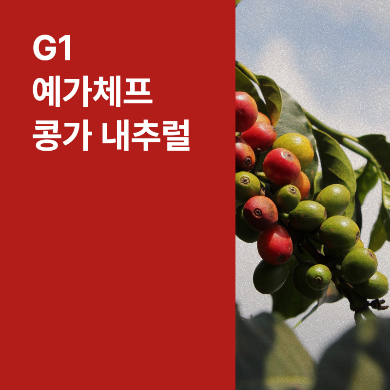 에티오피아 G1 예가체프 콩가 내추럴