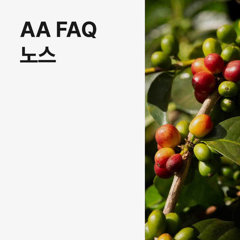 탄자니아 AA FAQ 노스