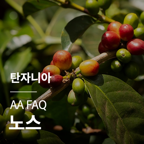 [탄자니아] AA FAQ 노스 · 어텀세일