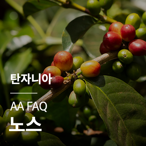 [탄자니아] AA FAQ 노스🧊COOL세일