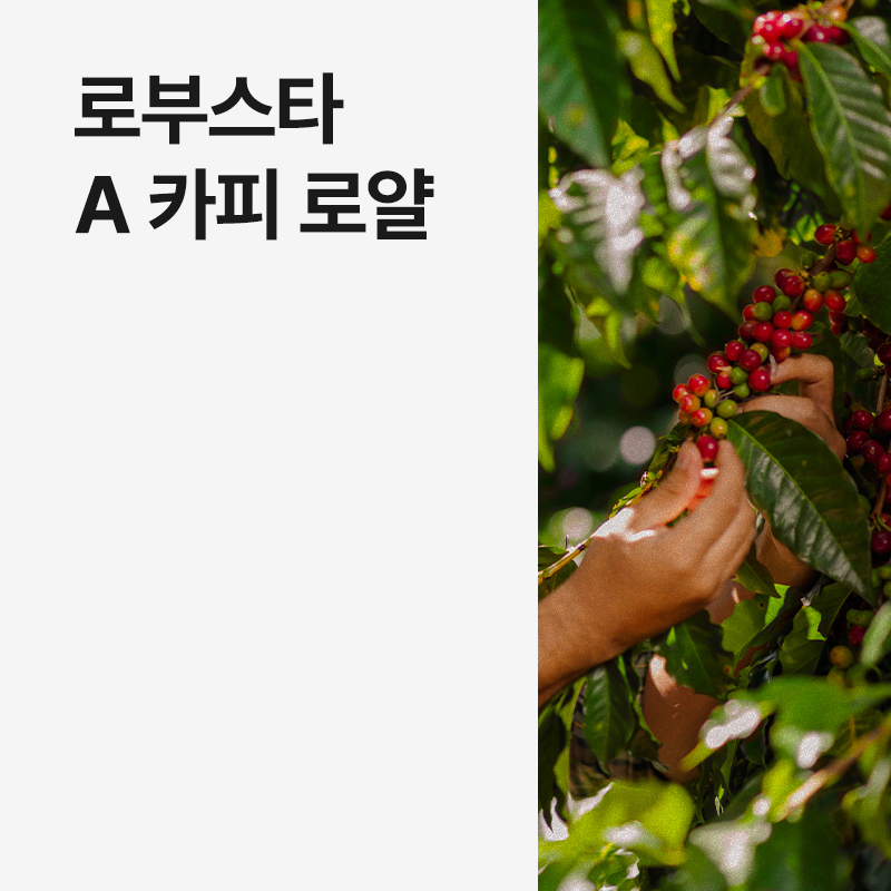인도 로부스타 A 카피 로얄 · 8월세일