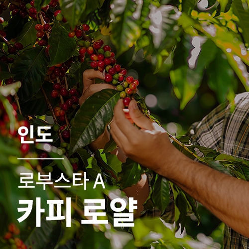 [인도] 로부스타 A 카피 로얄 · 어텀세일