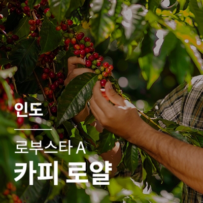 [인도] 로부스타 A 카피 로얄🌊썸머세일