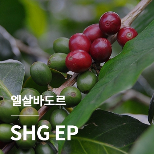 엘살바도르 SHG EP &middot; 새해감사세일
