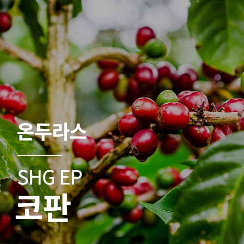 온두라스 SHG EP 코판