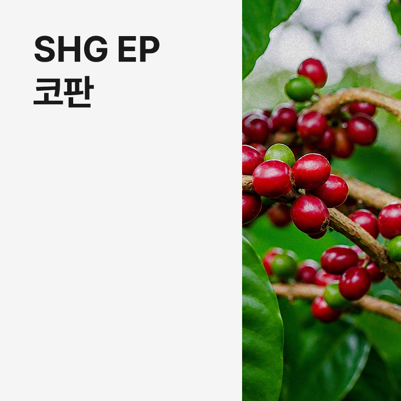 온두라스 SHG EP 코판 &middot; 8월세일
