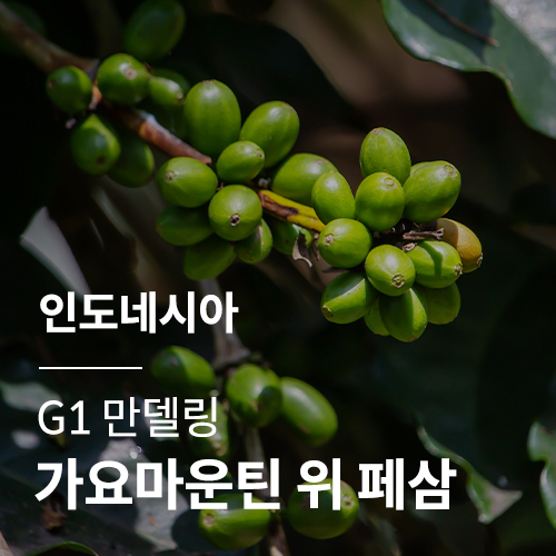 인도네시아 G1 만델링 가요마운틴 위 페삼