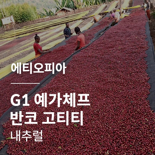 [에티오피아] G1 예가체프 반코 고티티 내추럴