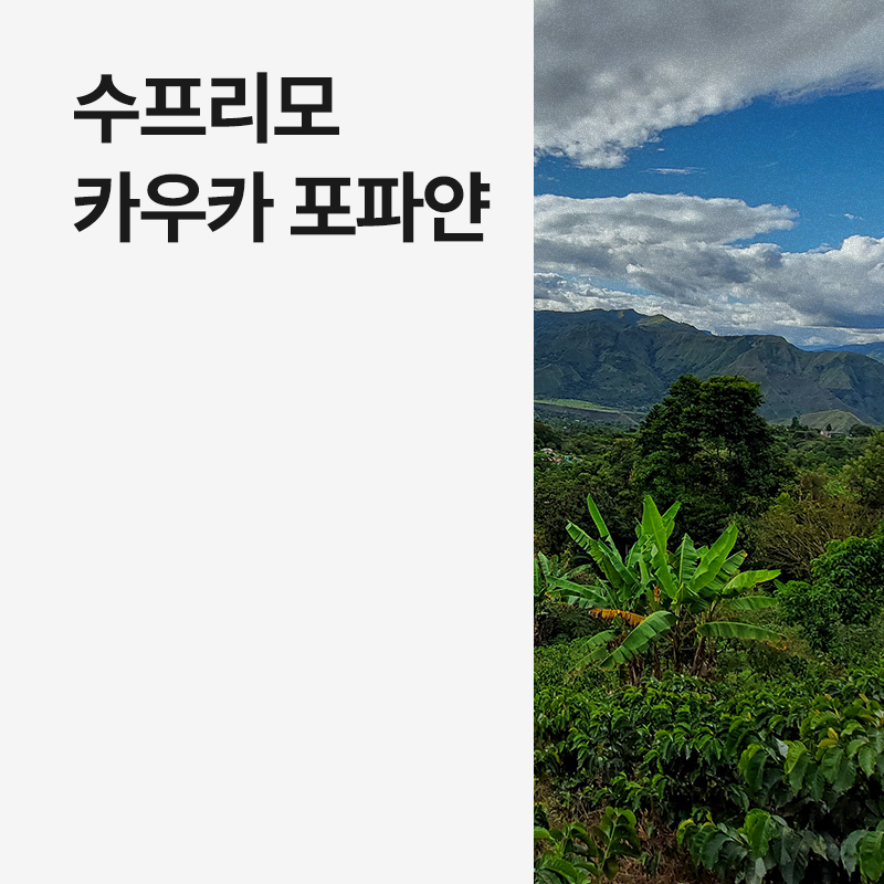 콜롬비아 수프리모 카우카 포파얀