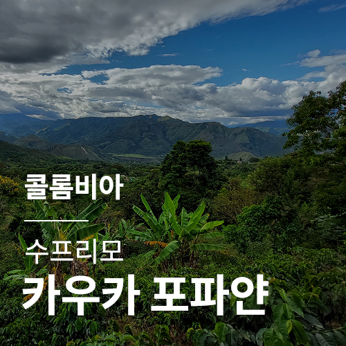 [콜롬비아] 수프리모 카우카 포파얀 · 어텀세일