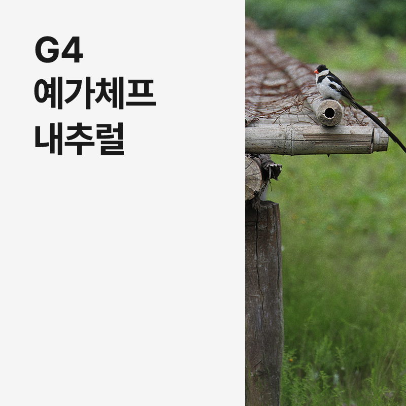 에티오피아 G4 예가체프 내추럴