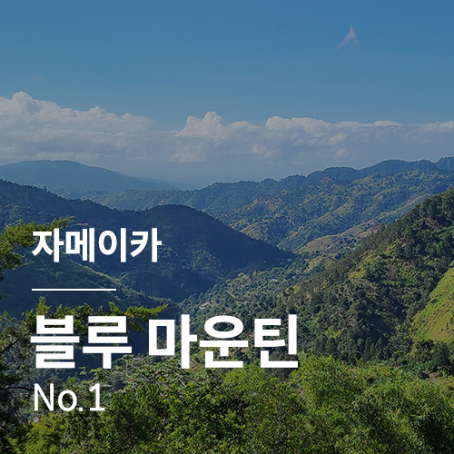 자메이카 블루 마운틴 No.1