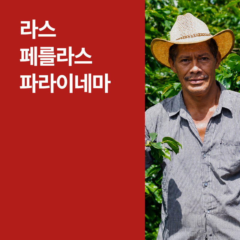 온두라스 라스 페를라스 파라이네마 워시드 &middot; 8월세일