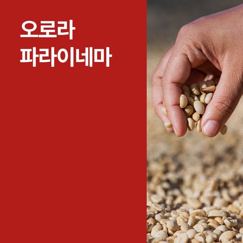 온두라스 오로라 파라이네마 워시드