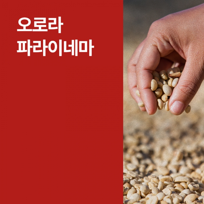온두라스 오로라 파라이네마 워시드