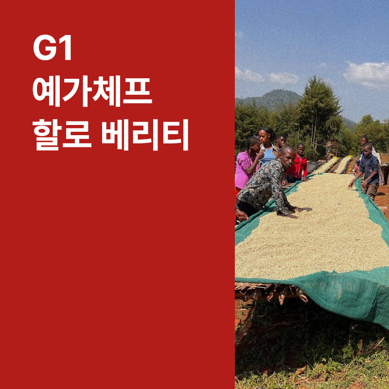 에티오피아 G1 예가체프 할로 베리티 워시드