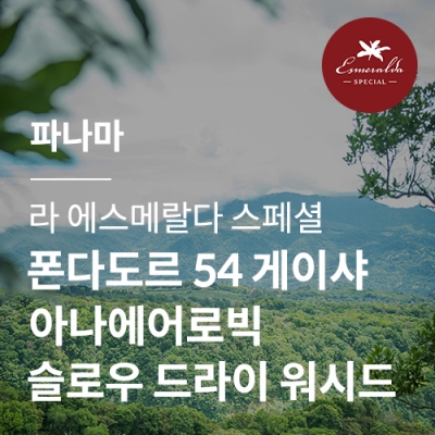 [파나마] [라 에스메랄다] 스페셜 폰다도르 54 게이샤 아나에어로빅 슬로우 드라이 워시드☆마감세일☆