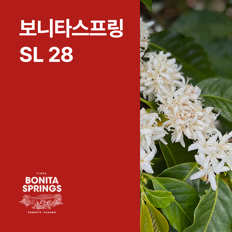 파나마 보니타스프링 SL 28 내추럴 · 아울렛