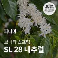 [파나마] [보니타스프링] SL 28 내추럴☆아울렛☆