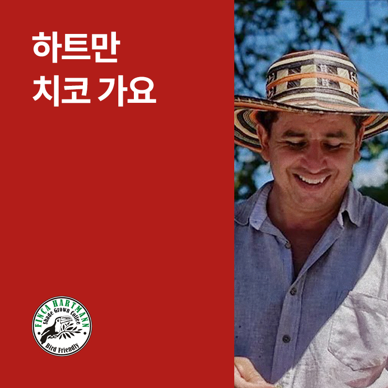 파나마 하트만 치코 가요 내추럴 · 아울렛