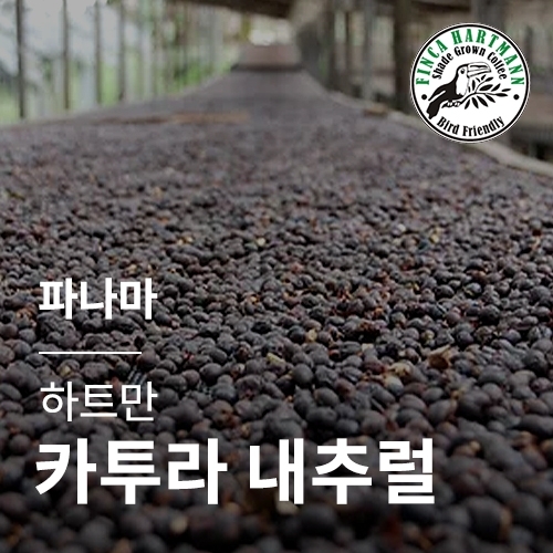 [파나마] [하트만] 카투라 내추럴