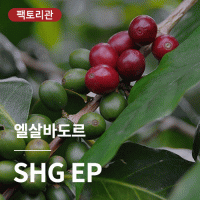 [엘살바도르] SHG EP★20KG세일★