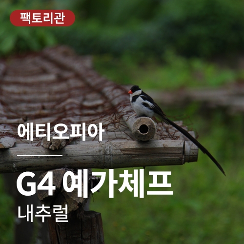 [에티오피아] G4 예가체프 내추럴★20KG세일★