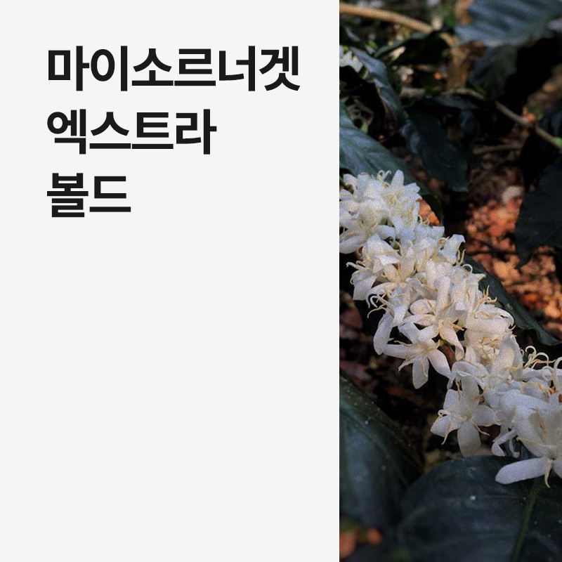 인도 마이소르너겟 엑스트라 볼드 · 8월세일