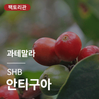 [과테말라] SHB 안티구아★20KG세일★