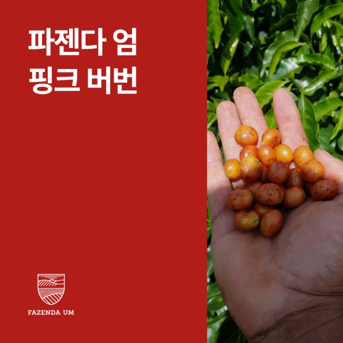 브라질 파젠다 엄 핑크 버번 다크룸 &middot; 아울렛