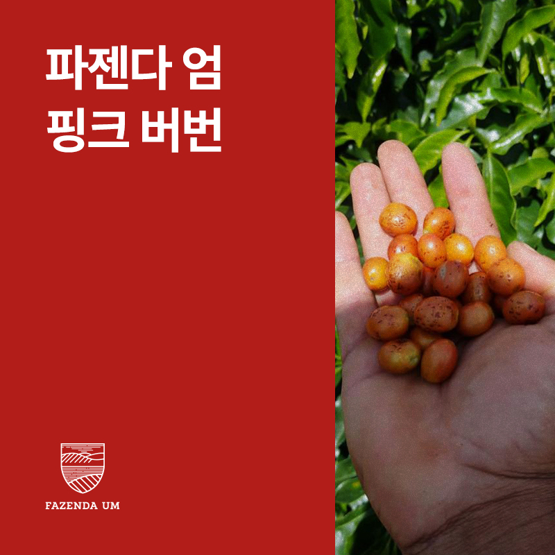 브라질 파젠다 엄 핑크 버번 다크룸 &middot; 아울렛