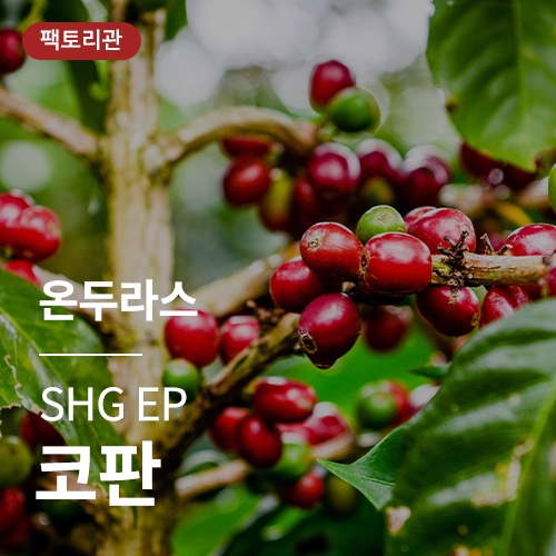 온두라스 SHG EP 코판 · 20KG세일