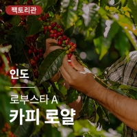 인도 로부스타 A 카피 로얄 &middot; 20KG세일