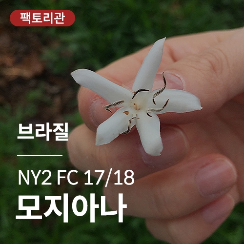 [브라질] NY2 FC 17/18 모지아나★20KG세일★