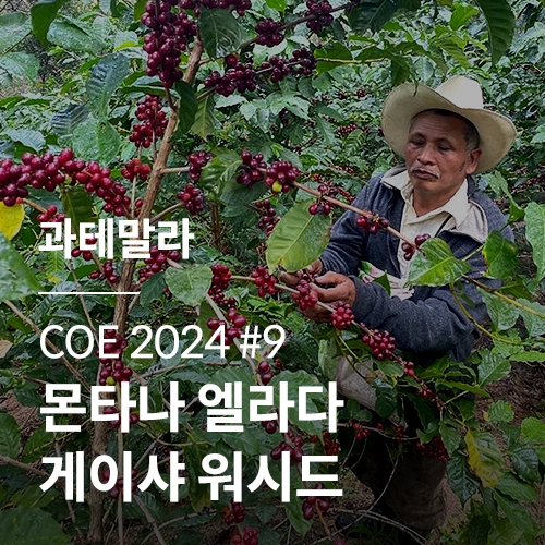 [과테말라] [COE 2024] #9 몬타나 엘라다 게이샤 워시드